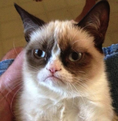 Grumpy cat
