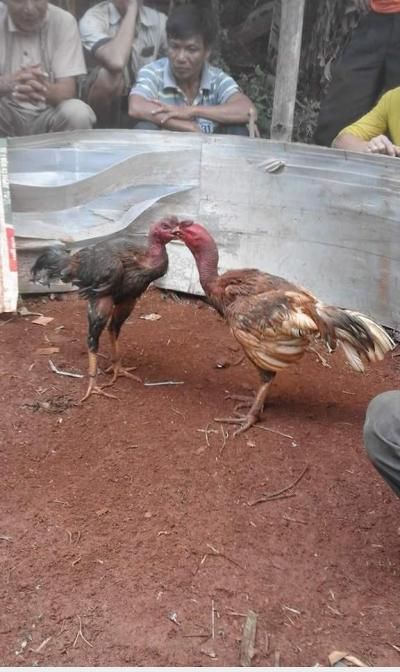  =))  hun nhau chứ đá gà cmg :)  :x :x  -  haivl | hài hước | hài vl  