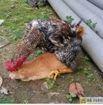  <3 <3   mèo mả gà đồng  :(  -  haivl | hài hước | hài vl   
