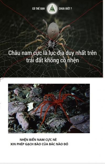  =))  ở nam cực có nhện nhé, mong được lên trang chủ  <3 