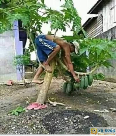  :x :x  cây cao quá. nguy hiểm thật  :d  -  haivl | hài hước | hài vl  