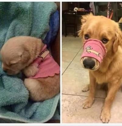  :x  khi bạn chưa kịp mua rọ mõm =))  :(  -  haivl | hài hước | hài vl  