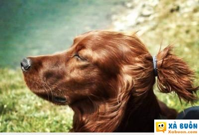  :v  tụi nó khen con chó đẹp trai ... nghe như cắt từng đoạn ruột , thôi em ở ẩn luôn mấy thánh à :((  haivl 