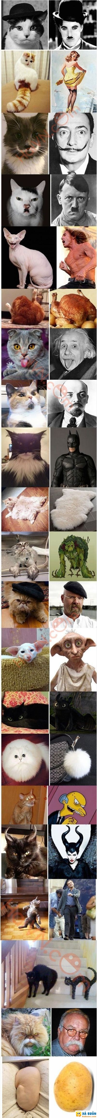  <3 <3   khi những chú mèo cosplay :p  :x :x  -  haivl | hài hước | hài vl  