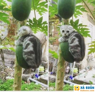  :v  bắt được quả sâu to...  :3  -  haivl | hài hước | hài vl  