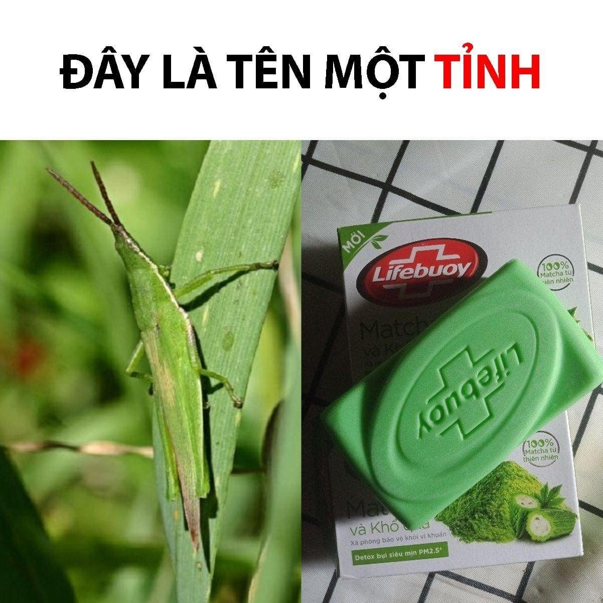 Nhứt cái đầu thiệt chớ -  haivl | hài hước | hài vl   