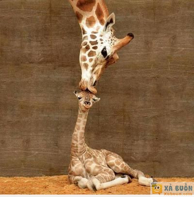  :3  muaaaaw !!!  =))  -  haivl | hài hước | hài vl  