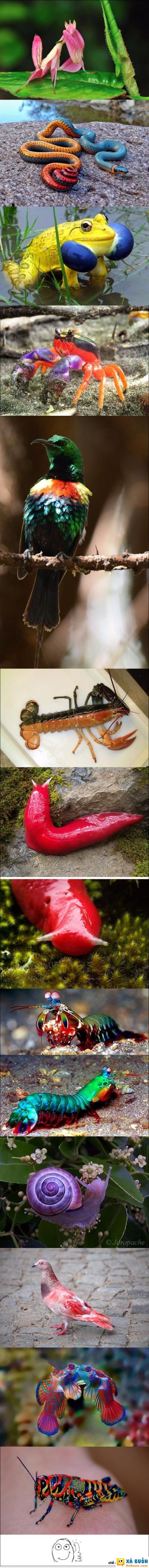  :v  :d  :3  -  haivl | hài hước | hài vl  