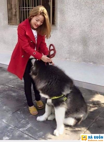  :x  cái loại, chó không phải người  :x  -  haivl | hài hước | hài vl 