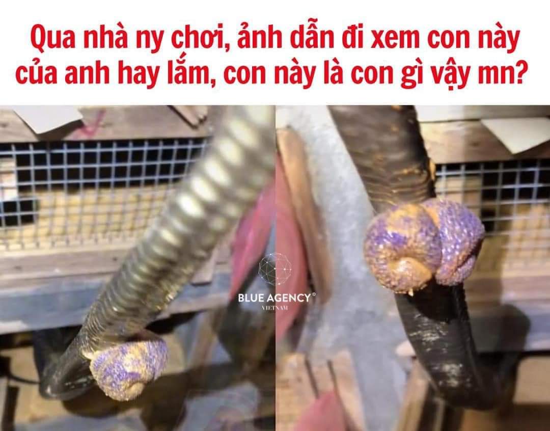 Đố ai biết con gì -  haivl | hài hước | hài vl  