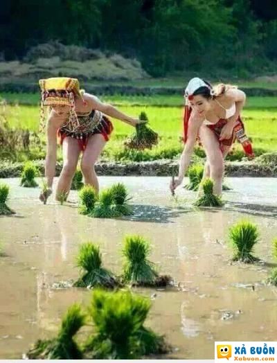  :(  vợ em đi cấy!  :3  -  haivl | hài hước | hài vl  