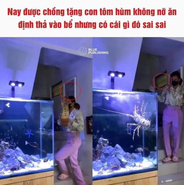 Sai quá sai -  haivl | hài hước | hài vl  