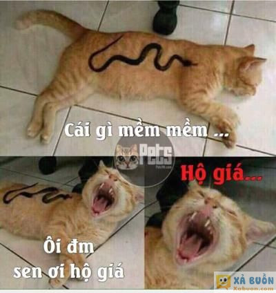  :x :x  cười sái quay hàm =))  :d  -  haivl | hài hước | hài vl   