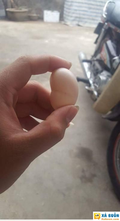  hài hước   đố các bác biết là quả gì :d  haivl  -  haivl