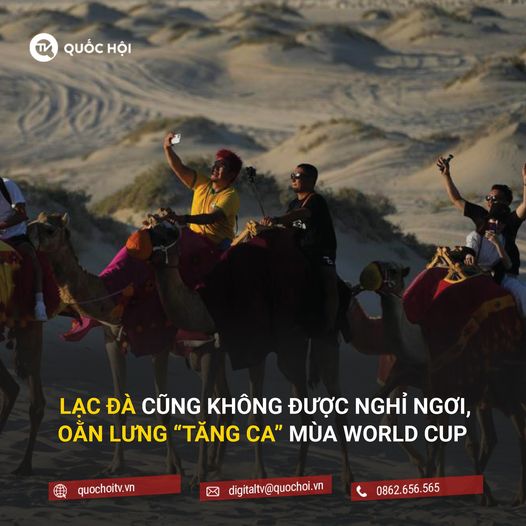 LẠC ĐÀ CŨNG KHÔNG ĐƯỢC NGHỈ NGƠI, OẰN LƯNG TĂNG CA MÙA WORLD CUP