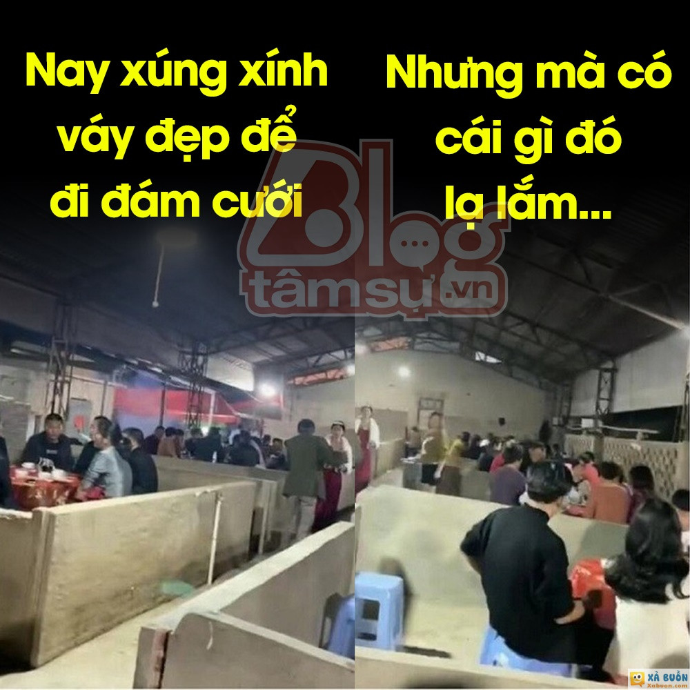 50 mâm luôn 😆 👇👇 -  haivl | hài hước | hài vl  