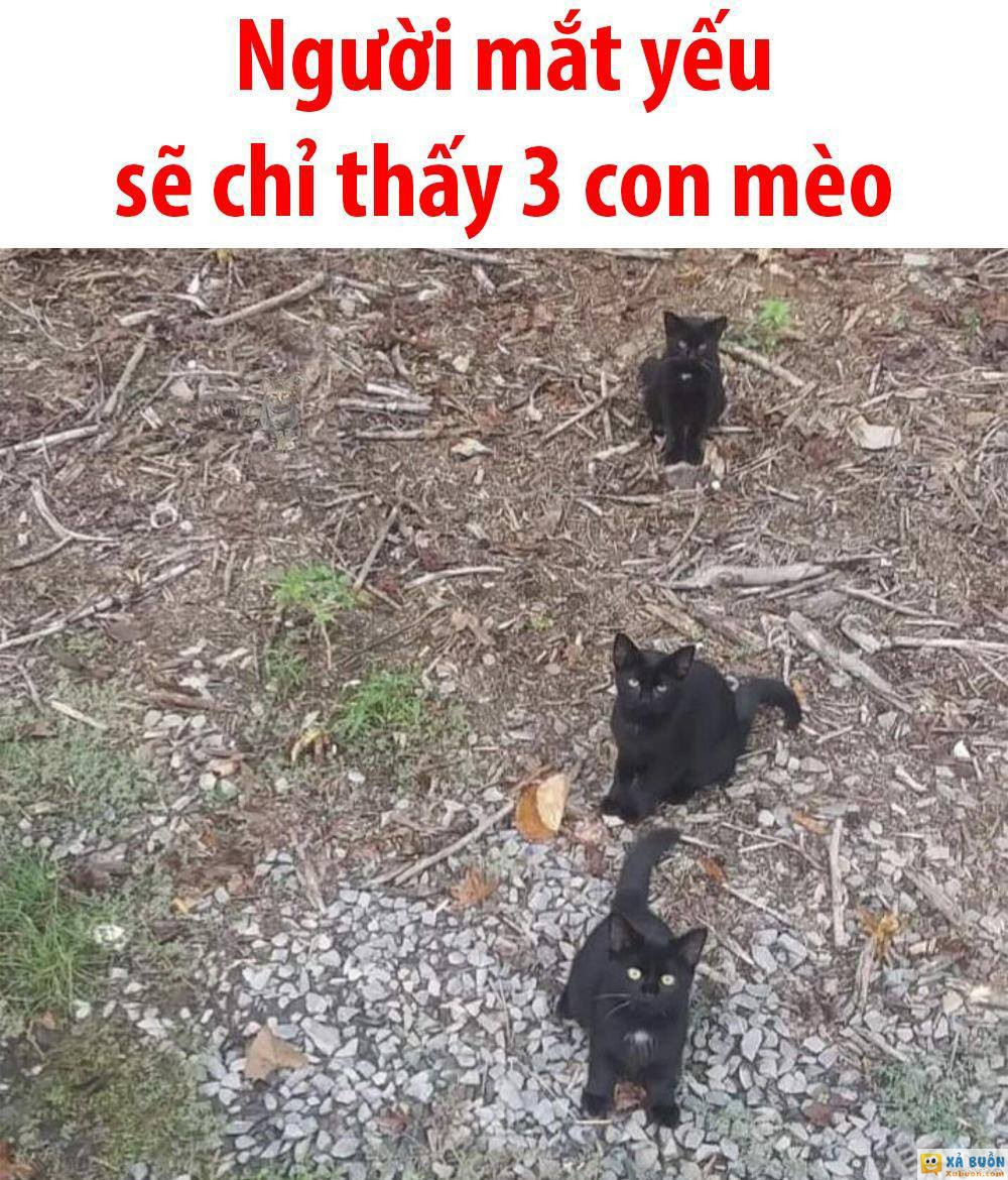 Các bạn đã nhìn ra con thứ 4 chưa nào -  haivl | hài hước | hài vl  