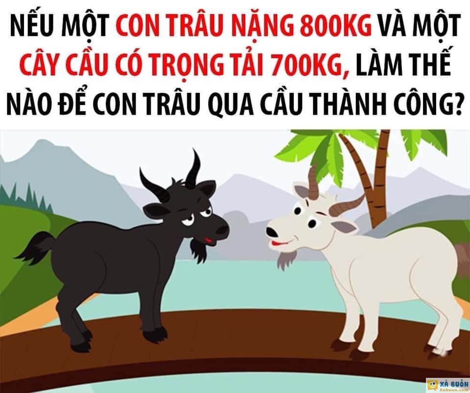 Làm thế nào để cho con trâu qua được cầu - đố vui -  haivl