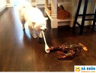  :3  ai cho giành thìa vs anh ?  :3  -  haivl | hài hước | hài vl   