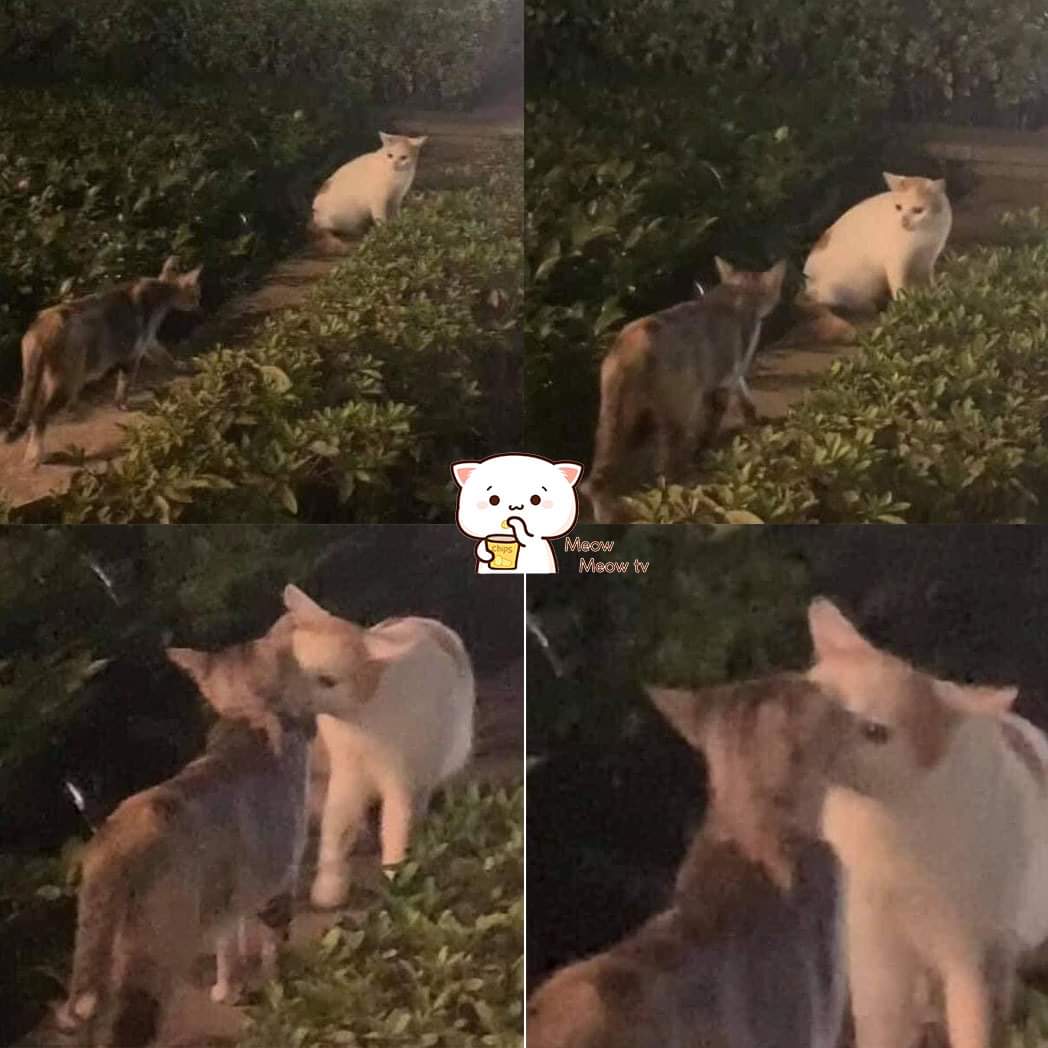 Để ý cả tuần nay rồi, 2 con mồn lèo này cứ chiều tối lại hẹn nhau ra đây rồi hun nhau cái và về =)))))