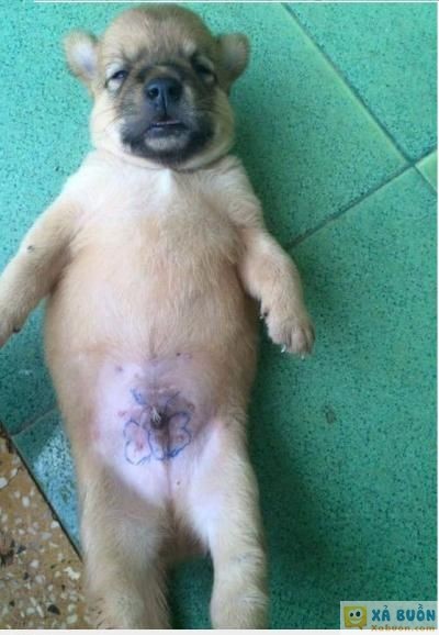  :v  :d  <3  -  haivl | hài hước | hài vl  