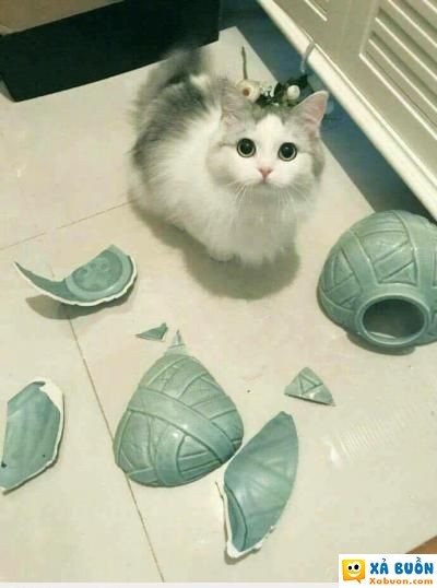  :d  nó như này thì các bác tính sao :(  hài hước   -  haivl