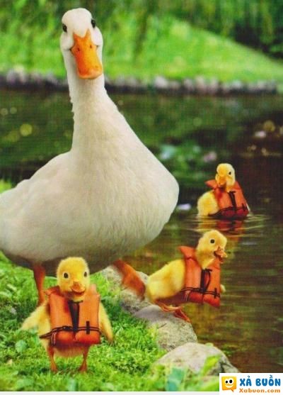 :d  an toàn là trên hết :v  :(  -  haivl | hài hước | hài vl   