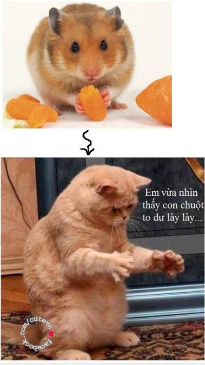  :d  tụi mày có thấy con chuột nó chạy qua không :d  <3 <3  