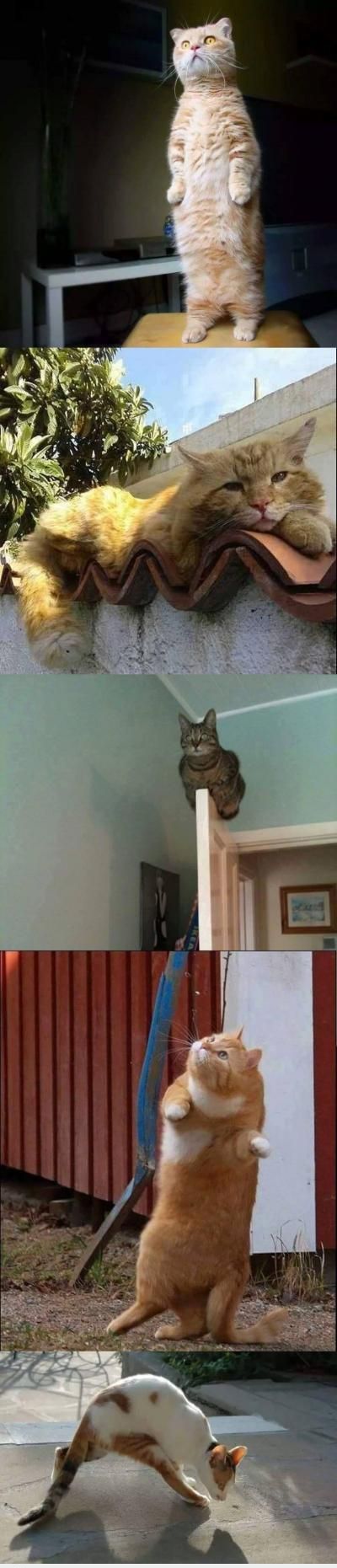  :(  ninja mèo không phải dạng vừa đâu =))  :x :x  -  haivl