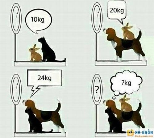 Chó, mèo và thỏ có tổng cân nặng bằng bao nhiêu? - haivl Chó, mèo và thỏ có tổng cân nặng bằng bao nhiêu? - haivl