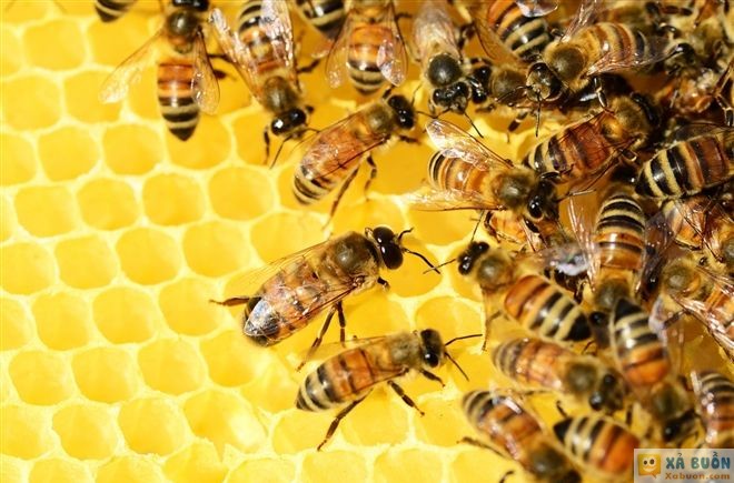 Đối vui: Con trai và đàn ong có gì khác nhau? -  haivl | hài hước | hài vl 