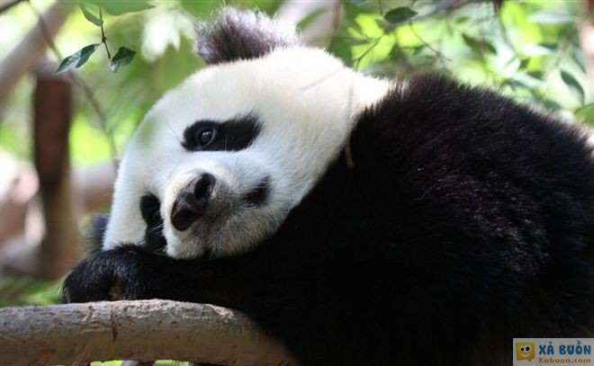 Đối vui: Điều ước nào của gấu trúc không thể thành hiện thực?