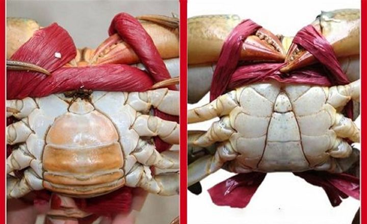 Đối vui: Đố bạn con nào là cua đực, con nào cua cái? -  haivl