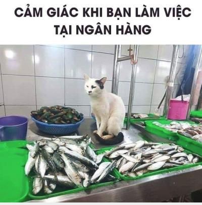  :v  chỉ dân bank mới hiểu  =))  -  haivl | hài hước | hài vl   