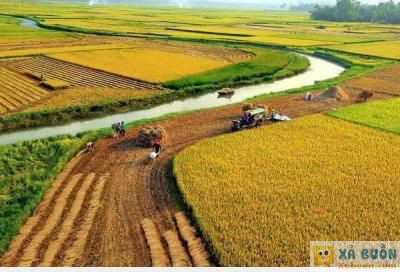  :3  cánh đồng mùa gặt  :d  -  haivl | hài hước | hài vl   