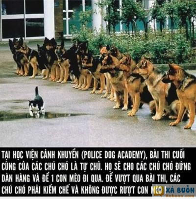  =))  :v  :v  -  haivl | hài hước | hài vl  