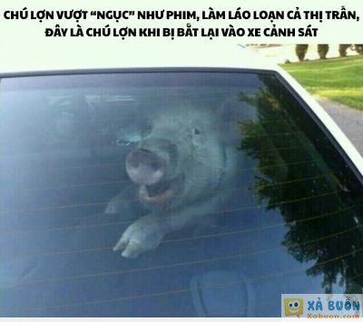  <3 <3   về vn là không bị cs bắt rồi!  :d  -  haivl | hài hước | hài vl 