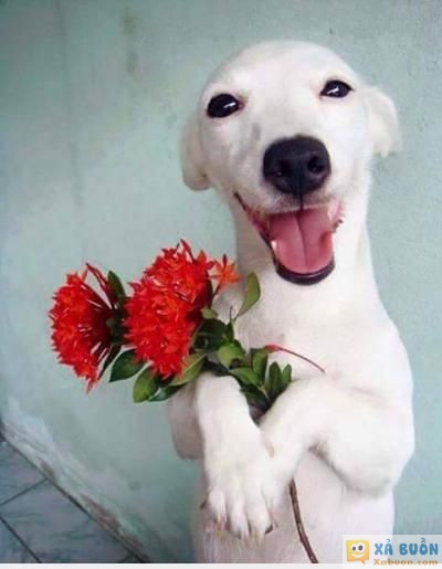  <3 <3   chó khôn chó khôn  :v  -  haivl | hài hước | hài vl   
