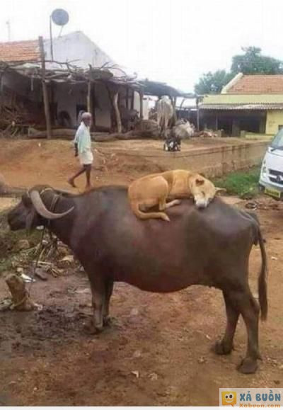  =))  định nghĩa bình yên  :3  -  haivl | hài hước | hài vl   