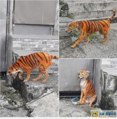  :v  con hổ này biết sủa: "gâu gâu ẳng ẳng" nhé !  :d 