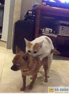  =)) <3   cảm động mèo gái ngứa hộ chó !!  :x  -  haivl | hài hước | hài vl 