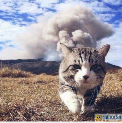  :x  khoảnh khắc sau khi giết được tình địch :v  =))  -  haivl