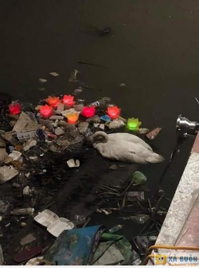  :3  thiên nga hồ tam bạc đã lên thiên đường :((  :x  -  haivl