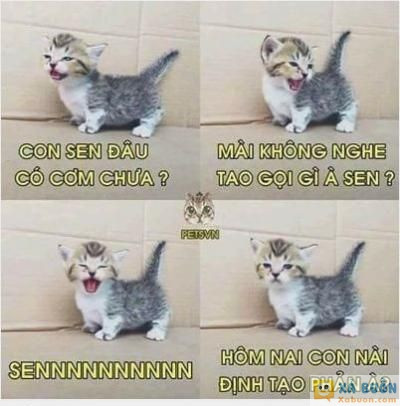  :x :x  ai nuôi mèo mới hiểu .p  :d  -  haivl | hài hước | hài vl  