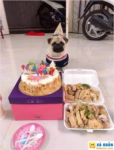  =))  éo bằng một con chó  :3  -  haivl | hài hước | hài vl   
