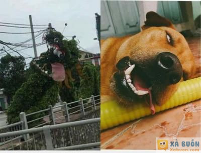  :x  pika long nhập =))  :(  -  haivl | hài hước | hài vl   