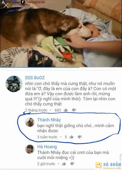  :3  em đã cười trật quai hàm khi đọc coment bạn "thánh nhây"  =)) <3  