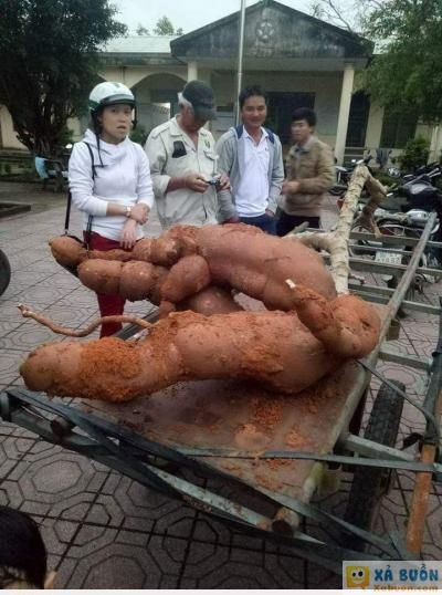  =)) <3   khoai to ko lo chết đói,khoai quê em "tam lãnh,quảng nam" đó ạ  :x :x 