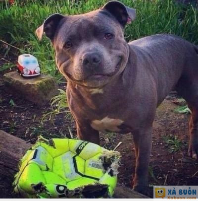  <3  nhìn cái mặt nó kìa...trả quả bóng đâyyyy :v  =))  -  haivl