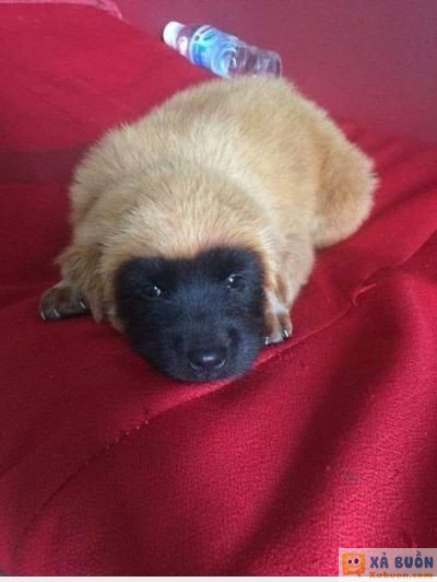  :3  mặc đồ chống nắng nhưng quên đeo khẩu trang  :(  -  haivl